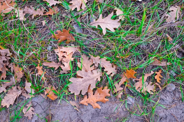 Belles Feuilles Automne Colorées Sur Sol — Photo