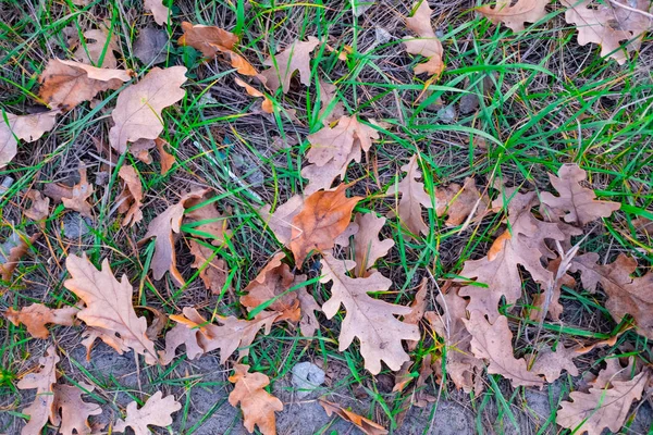 Farbenfrohe Schöne Herbstblätter Auf Dem Boden — Stockfoto