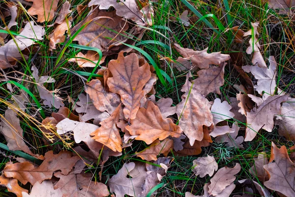 Colorato Belle Foglie Autunnali Terra — Foto Stock