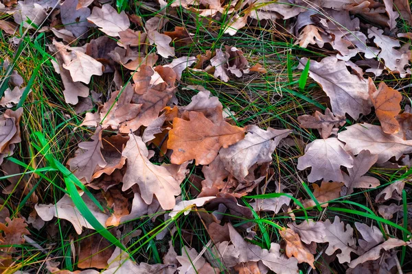 Colorato Belle Foglie Autunnali Terra — Foto Stock