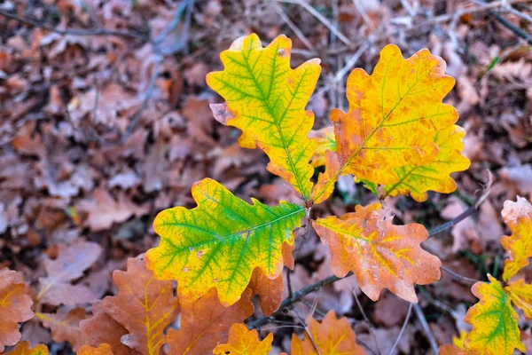 Kleurrijke Herfstbladeren Mooie Grond — Stockfoto