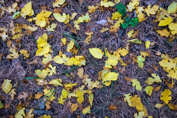 Farbenfrohe Schöne Herbstblätter Auf Dem Boden — Stockfoto