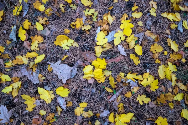 Folhas Outono Bonitas Coloridas Chão — Fotografia de Stock