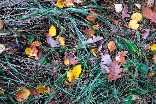 Belles Feuilles Automne Colorées Sur Sol — Photo