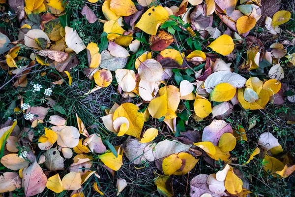 Kleurrijke Herfstbladeren Mooie Grond — Stockfoto