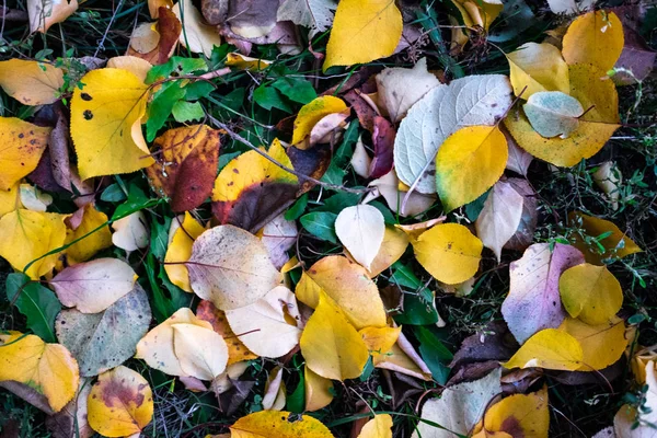 Colorato Belle Foglie Autunnali Terra — Foto Stock