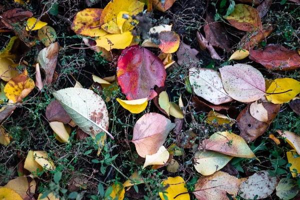 Όμορφο Πολύχρωμο Φθινόπωρο Αφήνει Στο Έδαφος — Φωτογραφία Αρχείου