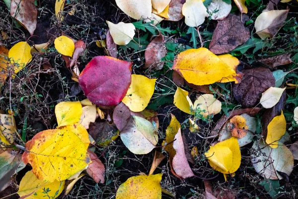 Belles Feuilles Automne Colorées Sur Sol — Photo