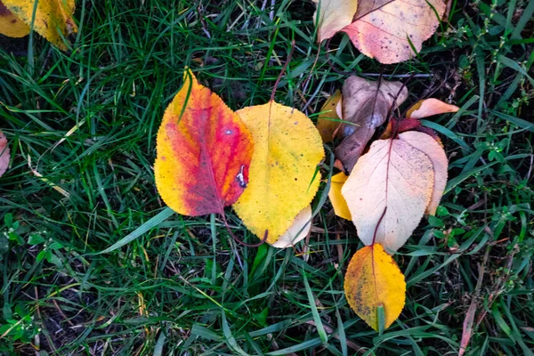 Piękne Kolorowe Jesienne Liście Ziemi — Zdjęcie stockowe