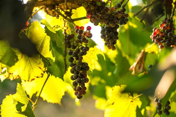 Ripe Grapes Branch — Stock Photo, Image