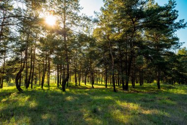 Çam ağacı orman güneşli yaz gün boyunca