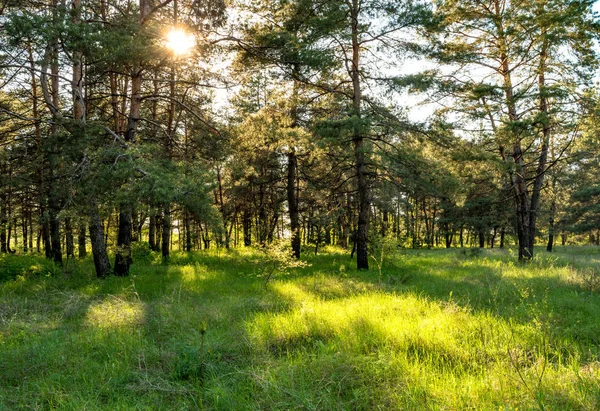 Pine tree forest during sunny summer day