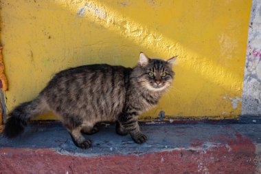 Şirin gri kedi açık havada görünümünü kapat