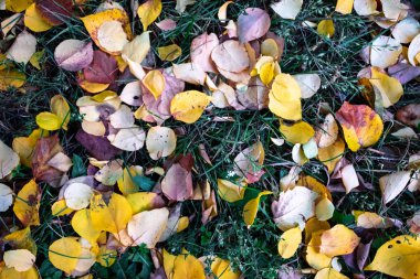 Yeşil çimenlerin üzerinde parlak sonbahar yaprakları
