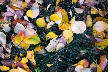 Yeşil çimenlerin üzerinde parlak sonbahar yaprakları
