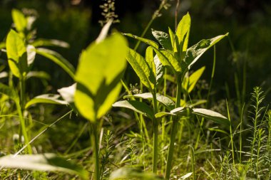 Ormanda büyüyen yeşil çim görünümünü kapat