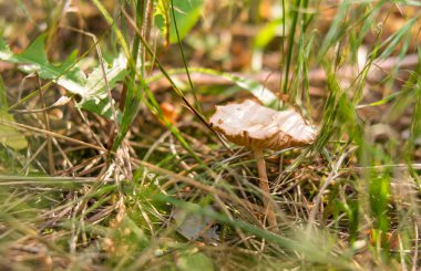 şafak ışınlarının gün batımı, yeşil çim, ormandaki çimen