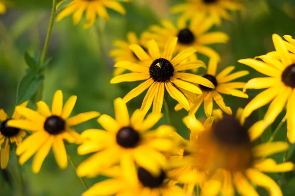 Красивые Желтые Цветы Цветущие Зеленом Лугу — стоковое фото