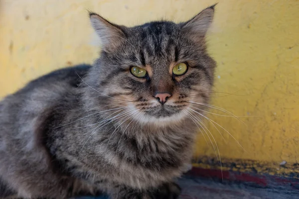 Nahaufnahme Der Niedlichen Grauen Katze Freien — Stockfoto