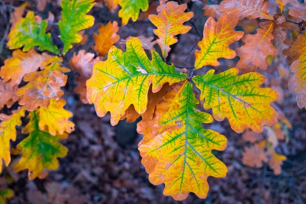 Yellow Oak Leaves Blurred Background — Stock Photo, Image