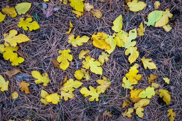 Veel Kleurrijke Herfstbladeren — Stockfoto
