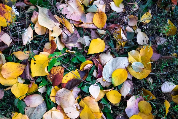 Helle Herbstliche Blätter Auf Grünem Gras — Stockfoto