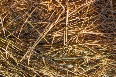 Güneşli yaz günde kadar Haystack görünümü Kapat