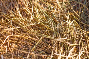 Güneşli yaz günde kadar Haystack görünümü Kapat