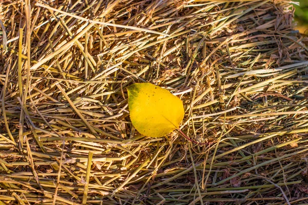 Feuilles Automne Jaunes Sur Foin — Photo