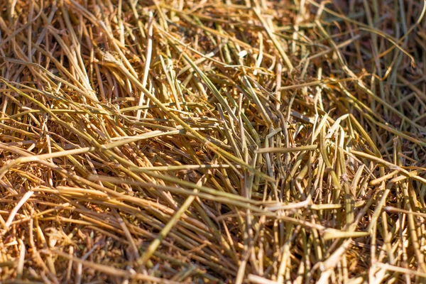 Close View Haystack Sunny Summer Day — Stock Photo, Image
