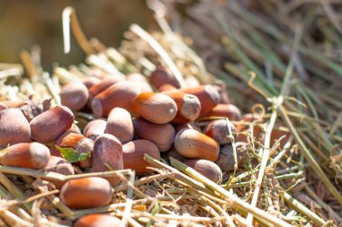 Fındık Haystack görünümü kapatın