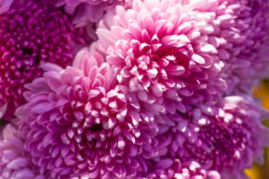 Sonbahar çiçekler, mor krizantem parlak buket