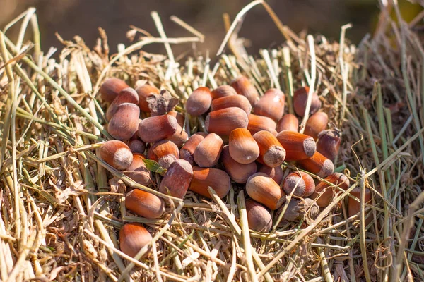 Zár Megjelöl Kilátás Szénakazalban Mogyoró — Stock Fotó