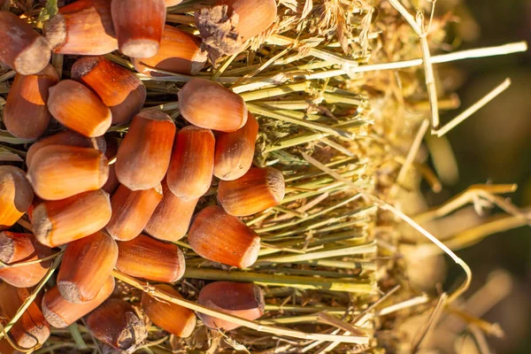 Fındık Haystack Görünümü Kapatın — Stok fotoğraf