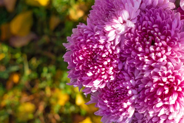 Яркий Букет Осенних Цветов Фиолетовые Хризантемы — стоковое фото