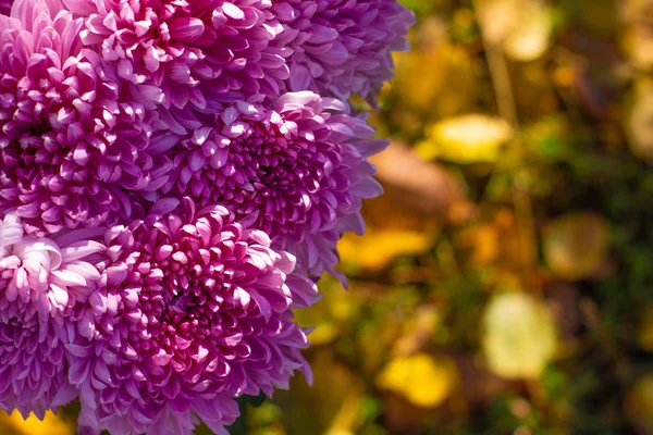 bright bouquet of autumn flowers, purple chrysanthemums
