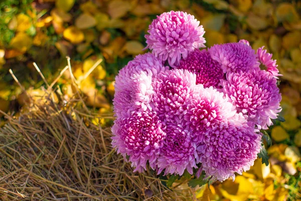 Bright Bouquet Autumn Flowers Purple Chrysanthemums — Stock Photo, Image