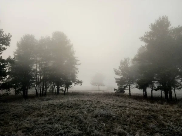 Paisagem Natural Preto Branco — Fotografia de Stock