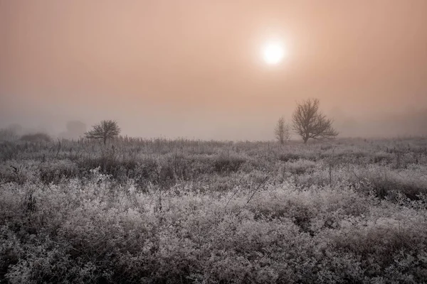 Paesaggio Foresta Invernale Sacco Neve Nella Foresta Alberi Nella Neve — Foto Stock