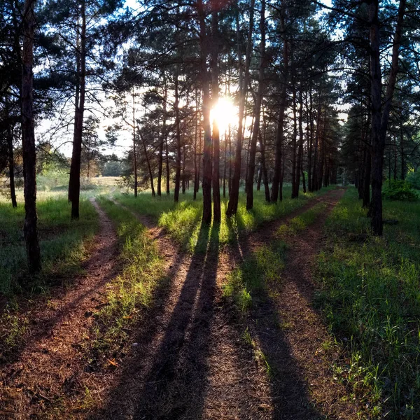 Landschaft Wald Wald Verschiedenen Jahreszeiten — Stockfoto