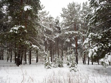 Kış aylarında karla kaplı çam ağacı orman  