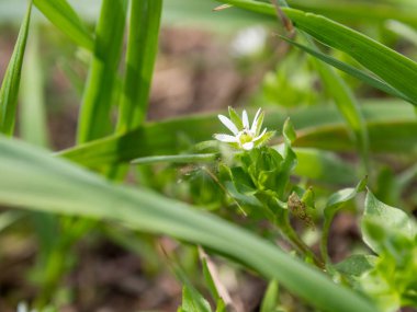 Güzel beyaz çiçekli yeşil çim görünümünü kapat
