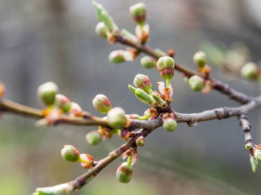 Ağaçlar çiçek bahar, ilk tomurcukları ve ağaçlar yapraklarını