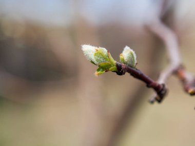 Ağaçlar çiçek bahar, ilk tomurcukları ve ağaçlar yapraklarını