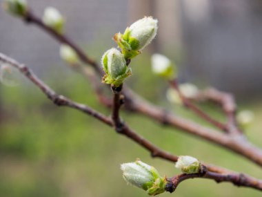 Ağaçlar çiçek bahar, ilk tomurcukları ve ağaçlar yapraklarını