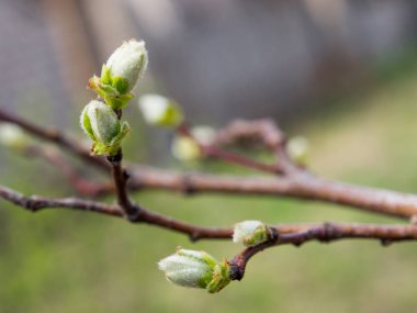 Ağaçlar çiçek bahar, ilk tomurcukları ve ağaçlar yapraklarını