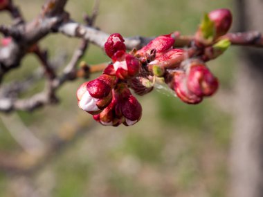 Ağaçlar çiçek bahar, ilk tomurcukları ve ağaçlar yapraklarını