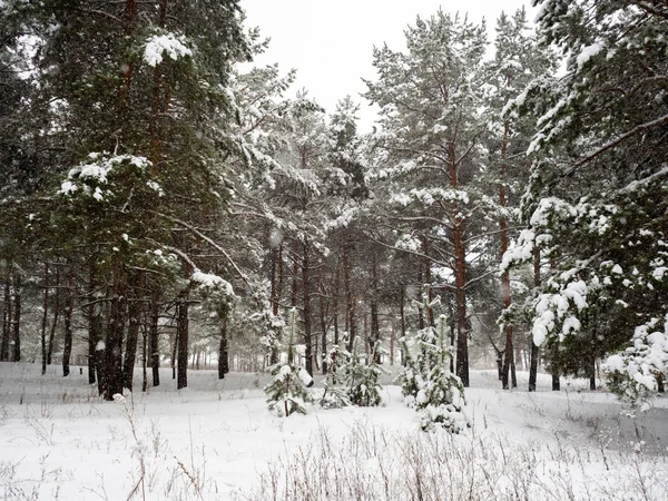 Floresta Pinheiros Coberta Neve Inverno — Fotografia de Stock