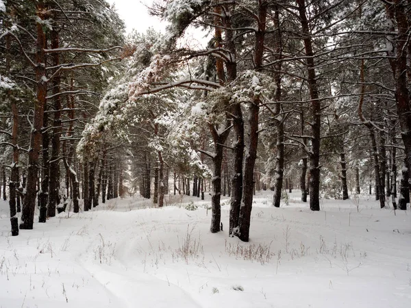 Floresta Pinheiros Coberta Neve Inverno — Fotografia de Stock
