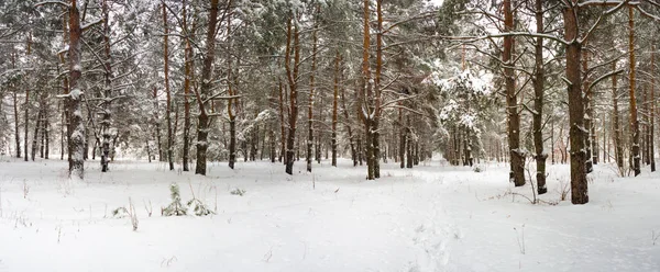 Las Sosny Pokryte Śniegiem Zimą — Zdjęcie stockowe